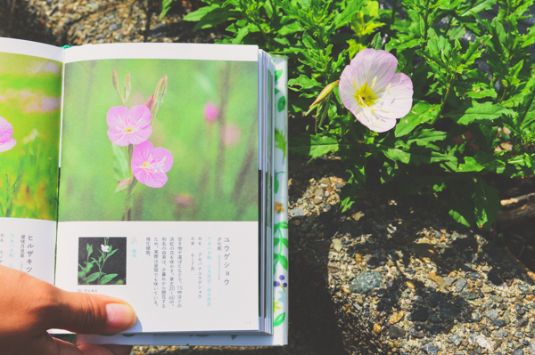 野の花を探す散歩”草の辞典”